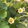 滋賀県いちご農園　はちも一生懸命働いています