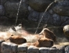 「「カピバラの打たせ湯」を行います！」