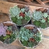 【宮脇種苗店】多肉植物の寄せ植えが入荷しました。