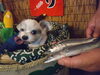 秋刀魚「サンマ復活？」