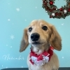 お友達♡ Dog salon mofu mofu 余市町