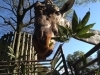 「キリンのリュウキ」