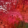 ひみつきちの紅葉も真っ赤に🍁