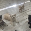 hapipapi便り（ダイゴペットクリニック日進　仔犬の保育園より）