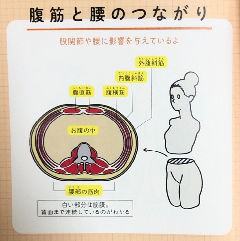 腹筋と腰の繋がり「透析中の身体機能」