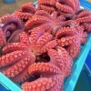 鹿島だこの「新物ッーー！！鹿島だこ！」
