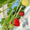 『出荷しまーす🍓』