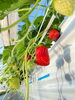 「『出荷しまーす🍓』」