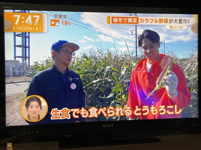 武隈アナと野菜を収穫調理しました。「☆11月30日（木）、テレビ朝日、【グッドモーニング】無事にオンエア📺」