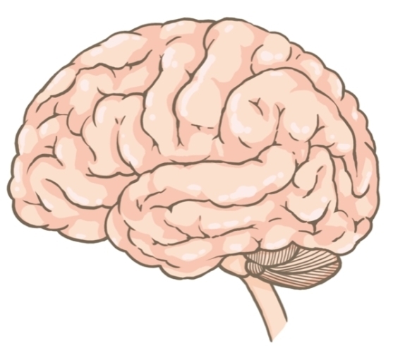 脳のイラスト「中枢性の疲労」