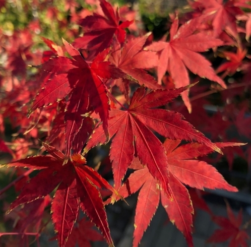 「🍁モミジのご紹介です🍁」