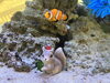 カクレクマノミ「水槽のクリスマスディスプレイ/静岡/熱帯魚/水槽レンタル/島田市/ペットショップ/内装プロデュース」