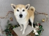 「本日のお客さま♥️柴犬【大分市中戸次／トリミング／ドッグサロン】」