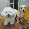 【☆★今日のわんこより★☆】豊平区月寒東のトリミングショップ【犬の床屋さんちゃいるどっく】信頼のクオリティを提供！安い価格設定！人気のオプション歯みがき、炭酸泉浴など！ご自宅では難しい爪切りもお任せください！予約制で夜間営業も！