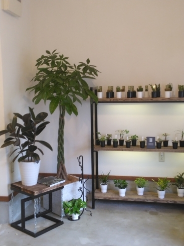 店内の植物「観葉植物の浄化作用」
