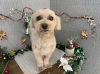 「本日のお客さま♥️マルプー【大分市中戸次／トリミング／ドッグサロン】」