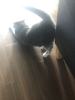 お日様って気持ちいい〜!おはぎちゃん 嬉しそうです「これで、出かけられる。」