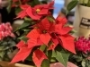 「クリスマスのお花」