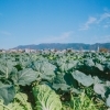 冬野菜が収穫できてます