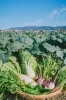 新鮮京野菜「冬野菜が収穫できてます」