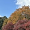 紅葉🍁