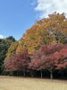 「紅葉🍁」