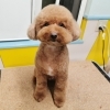 【☆★今日のわんこより★☆】豊平区月寒東のトリミングショップ【犬の床屋さんちゃいるどっく】信頼のクオリティを提供！安い価格設定！人気のオプション歯みがき、炭酸泉浴など！ご自宅では難しい爪切りもお任せください！予約制で夜間営業も！
