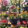 鉢物入荷してます！