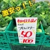 ブロッコリー祭りやってます！