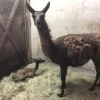 ラマの赤ちゃんが生まれました！
