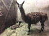 「ラマの赤ちゃんが生まれました！」