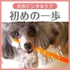 犬の歯磨きの第一歩！