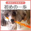 歯ブラシの前にやる事「犬の歯磨きの第一歩！」