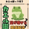 カエル脚とは？🐸【京橋/八重洲/東京駅/日本橋/整体/産後骨盤矯正/子連れOK/肩凝り/腰痛/ダイエット/ヘルニア/ギックリ腰】