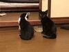 新メンバー達「【島根県浮気調査】探偵の雑記」