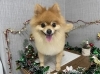 「本日のお客さま♥️ポメラニアン【大分市中戸次／ドッグサロン／トリミング】」