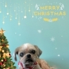 お友達♡ Dog salon mofu mofu 余市町