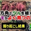 【ビッグ現象!】植え付けた方向で、サツマイモの生育は変わるのか?収穫したら面白い結果が見えてきましたﾖ♪ たねのハシモトミヤ