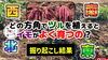 「【ビッグ現象!】植え付けた方向で、サツマイモの生育は変わるのか?収穫したら面白い結果が見えてきましたﾖ♪ たねのハシモトミヤ」
