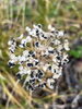 ニラ「網膜色素変性症の方。視力回復に向けて【福島県福島市の漢方薬局】」