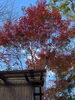 綺麗な紅葉「スタッフさん出勤日のお知らせ」
