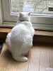 「猫の下僕までの道のり①【北区上篠路 キャットビヤード】」