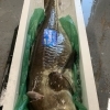 魚や上なりでは冬の味覚を豊富に取り揃えております【浜町/魚料理/全国の地酒/刺し身/豊洲直送/自家製西京焼き/オンラインショップ運営】