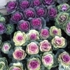 【宮脇種苗店】葉牡丹たくさん入荷しています。