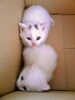 「猫の下僕までの道のり②【北区上篠路 キャットビヤード】」