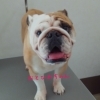 本日のトリミングに来てくれました✨ワンちゃんたちです💕