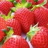 いちごさんぽ園です🍓