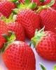 「いちごさんぽ園です🍓」