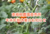 「南箱根農園直売所年末年始休業のお知らせ」
