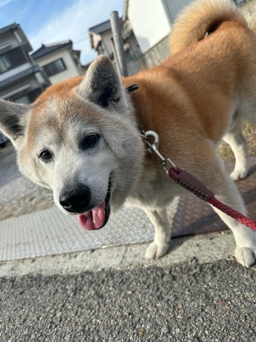 「新居浜市港町で保護されていた迷い犬の飼い主が見つかりました。（2023年12月10日）」